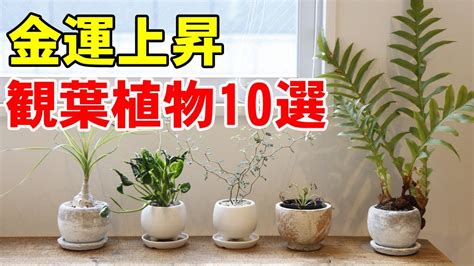 風水 東南|東南の風水と観葉植物！縁結びの運気が上がる